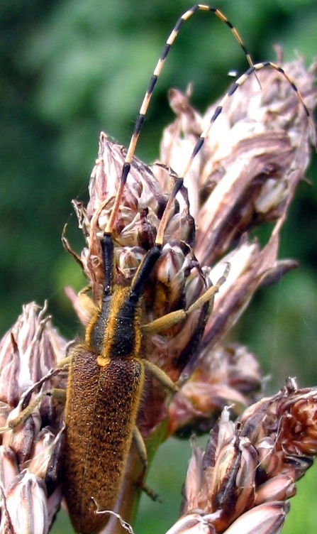 Agapanthia asphodeli e A. cynarae (Col., Cerambycidae)